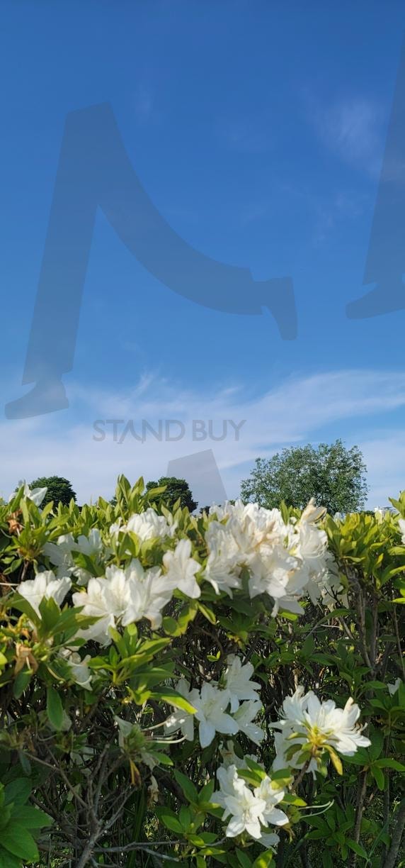 흰색 철쭉 | 흰색철쭉, 철쭉, 봄철, 붉은색, 흰색, 흰색꽃 | 스탠바이 STANDBUY 디지털 콘텐츠