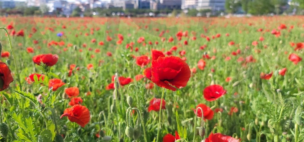 양귀비꽃 | 양귀비, 꽃밭, 봄꽃, 붉은꽃, 야생화, 들꽃 | 스탠바이 STANDBUY 디지털 콘텐츠
