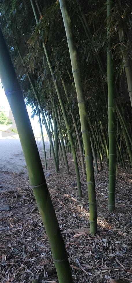 대나무2 | 대나무, 대나무숲, 울산국가정원, 죽순, 대나무공원 | 스탠바이 STANDBUY 디지털 콘텐츠