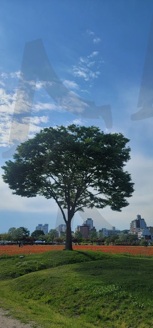 큰 느티나무 | 느티나무, 공원, 숲, 정원, 정자나무, 보호수, 한그루 | 스탠바이 STANDBUY 디지털 콘텐츠