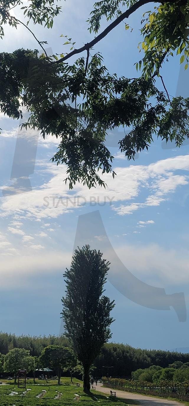 나무가지가 시원하게 | 미루나무, 하늘, 나무가지, 햇빛, 정원, 숲, 풍경 | 스탠바이 STANDBUY 디지털 콘텐츠