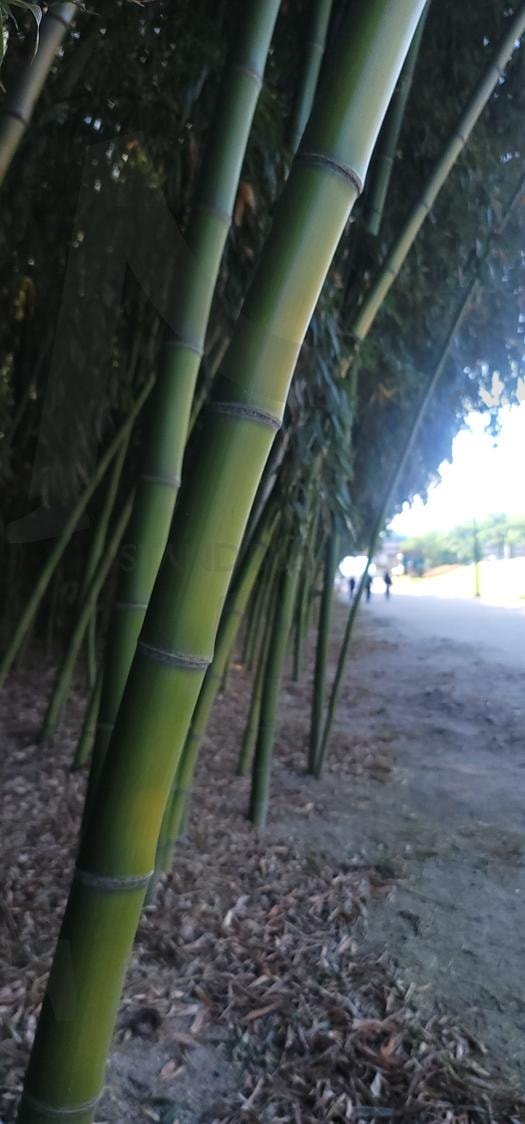 대나무1 | 대나무, 울산대나무밭, 국가정원, 대나무숲, 죽순 | 스탠바이 STANDBUY 디지털 콘텐츠