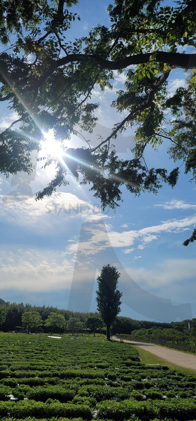 미루나무, 큰나무 | 정원, 큰나무, 햇빛, 햇빛비추는, 하늘 | 스탠바이 STANDBUY 디지털 콘텐츠