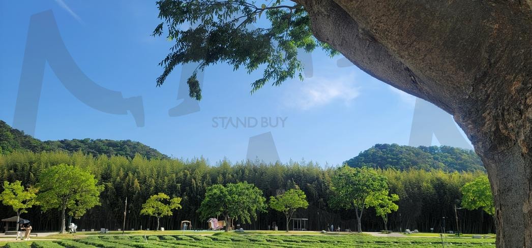 큰나무 사이로 숲, 정원 | 공원, 숲, 큰나무, 하늘, 정원 | 스탠바이 STANDBUY 디지털 콘텐츠