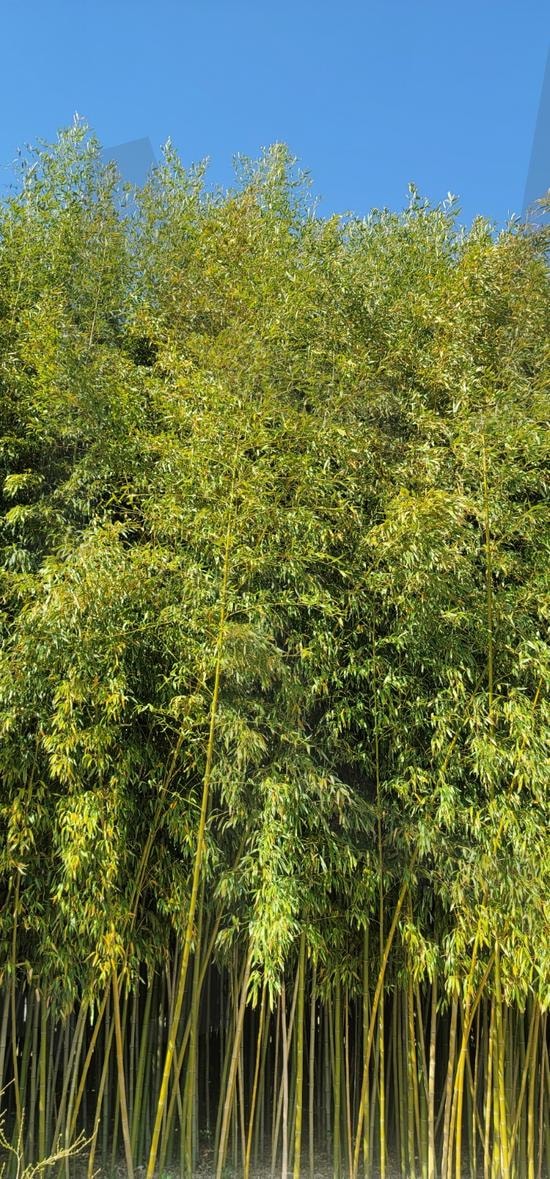 대나무숲, 저원 풍경 | 대나무, 대나무숲, 태화강국가정원, 죽순, 숲, 정원 | 스탠바이 STANDBUY 디지털 콘텐츠