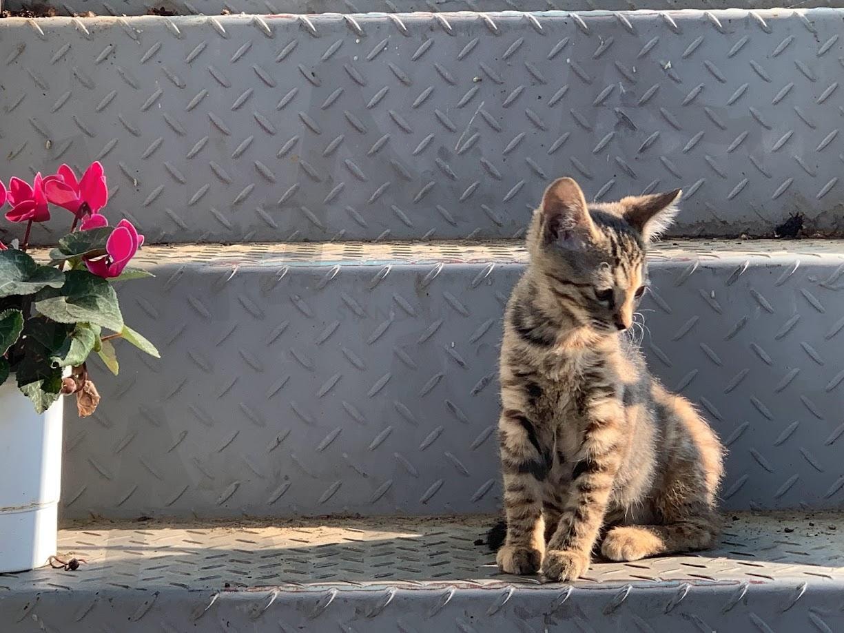 암컷 고양이 | 암컷고양이, 호피고양이, 고양이, 우아한고양이, 길냥이 | 스탠바이 STANDBUY 디지털 콘텐츠