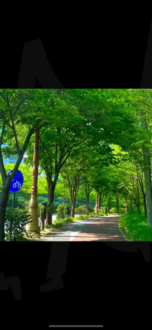 여름의 길, 금호동을 걷다 | 금호동, 산책길, 초록나무, 여름풍경, 힐링사진, 여름산책, 도시풍경, 자연 | 스탠바이 STANDBUY 디지털 콘텐츠