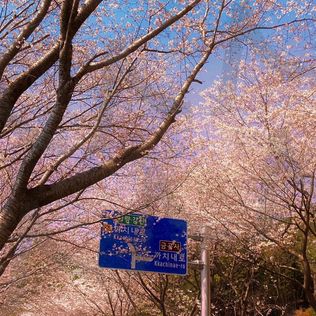 벚꽃 아래, 까치내로 | 강진, 까치내로, 벚꽃거리, 봄풍경, 감성사진, 전라남도, 꽃길사진 | 스탠바이 STANDBUY 디지털 콘텐츠