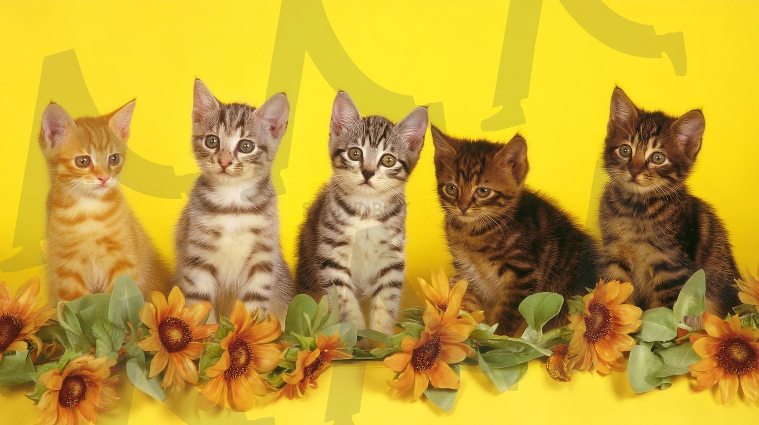 고양이 | 고양이, 귀여운고양이, 고양이얼굴, 고양이눈, 고양이수염, 고양이발바닥, 고양이자세, 고양이잠, 새끼고양이, 털고양이, 검은고양이, 흰고양이, 고양이장난감, 고양이식사, 고양이그루밍, 고양이점프, 고양이산책, 집고양이, 길고양이, 고양이일러스트, ai | 스탠바이 STANDBUY 디지털 콘텐츠