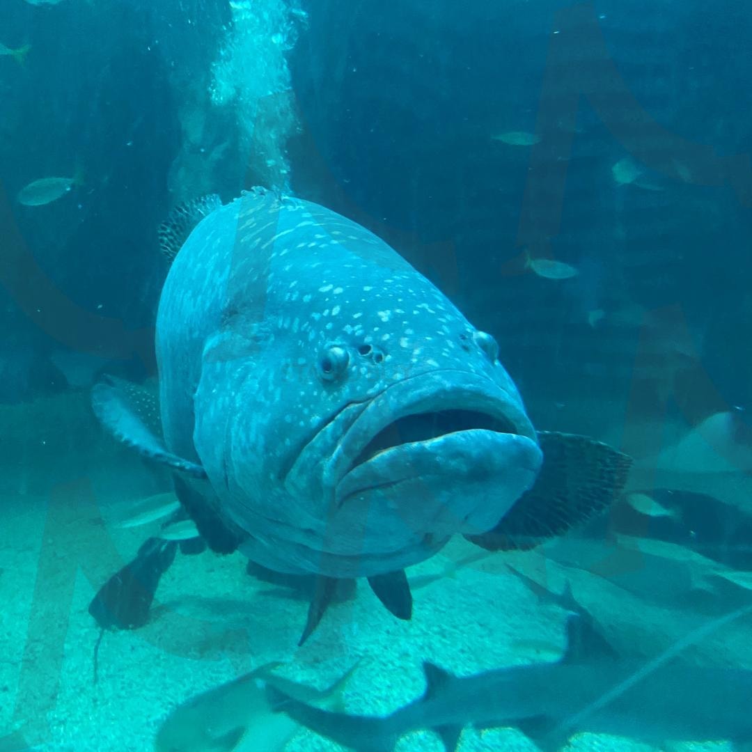 못생긴 매력, 바다의 친구 | 여수아쿠아리움, 여수, 아쿠아리움, 해양생물, 귀여운사진, 힐링사진 | 스탠바이 STANDBUY 디지털 콘텐츠