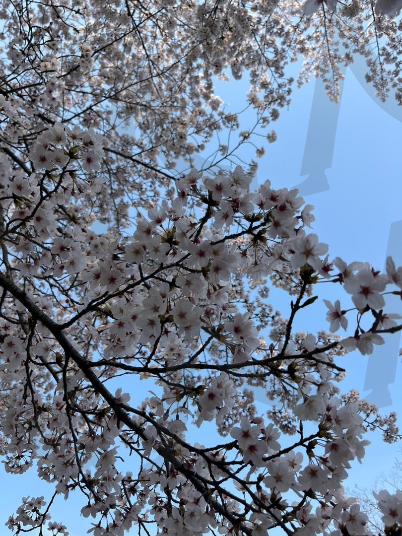 봄 | 봄, 산뜻, 벚꽃, 창창, 꽂 | 스탠바이 STANDBUY 디지털 콘텐츠