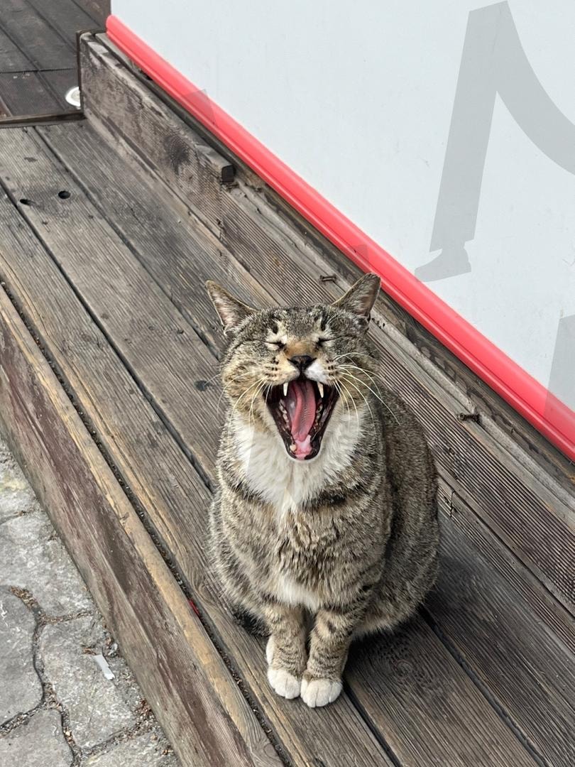 고양이 | 고양이, 공원, 쉼터, 동물, 하품 | 스탠바이 STANDBUY 디지털 콘텐츠