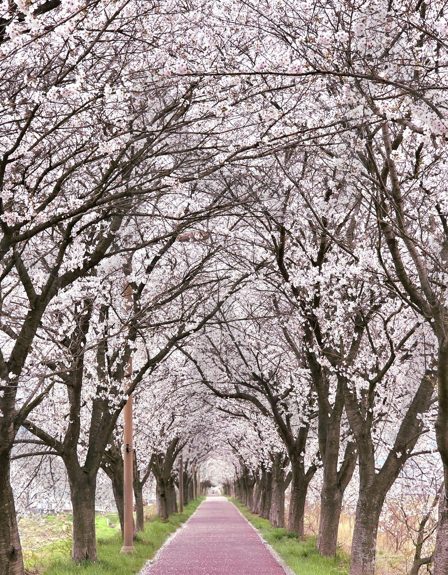 korea cherry blossoms | cherry blossoms, SAMCHEON-DONG, On the street, beauty, Cafe | 스탠바이 STANDBUY 디지털 콘텐츠