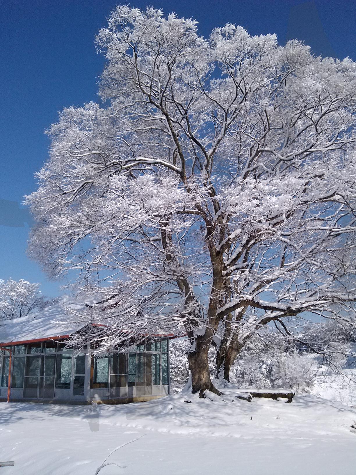 winter tree | winter, tree, snow, cold, white | 스탠바이 STANDBUY 디지털 콘텐츠