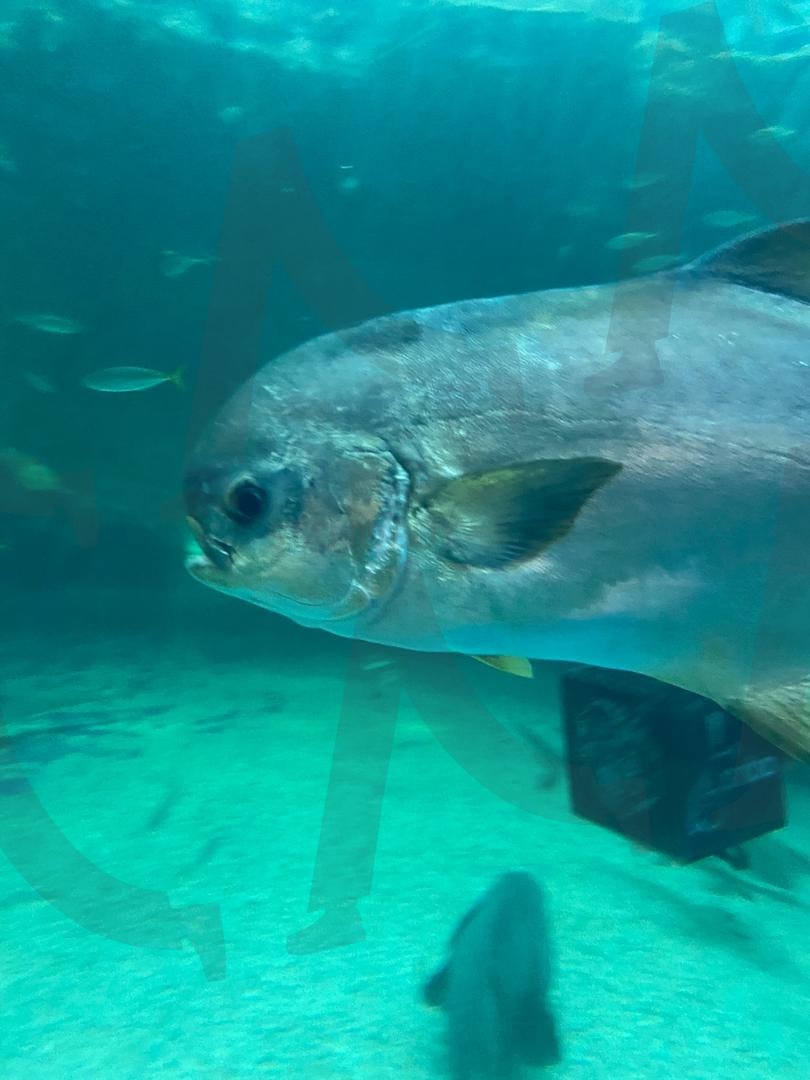 반쪽 세계의 물고기 | 여수, 아쿠아리움, 여수아쿠아리움, 수중생물, 여름, 힐링사진, 감성사진 | 스탠바이 STANDBUY 디지털 콘텐츠