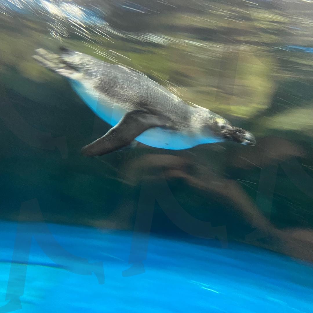 순간을 가른 펭귄 | 여수아쿠아리움, 여수, 아쿠아리움, 펭귄, 해양동물, 순간포착, 여름, 감성사진, 힐링사진 | 스탠바이 STANDBUY 디지털 콘텐츠