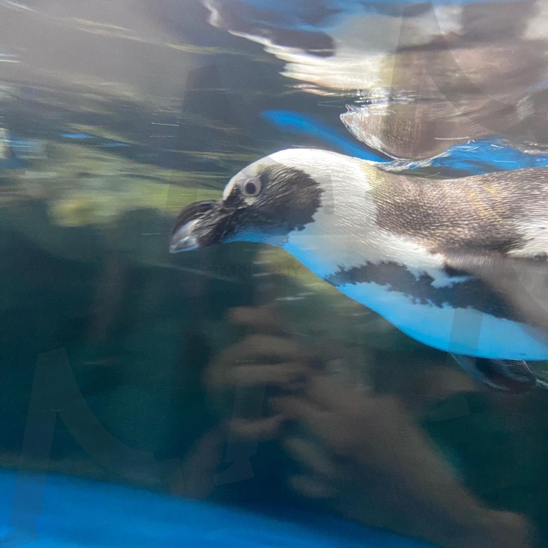 반쪽 비행 | 여수아쿠아리움, 여수, 아쿠아리움, 펭귄, 감성사진, 힐링사진, 여름 | 스탠바이 STANDBUY 디지털 콘텐츠