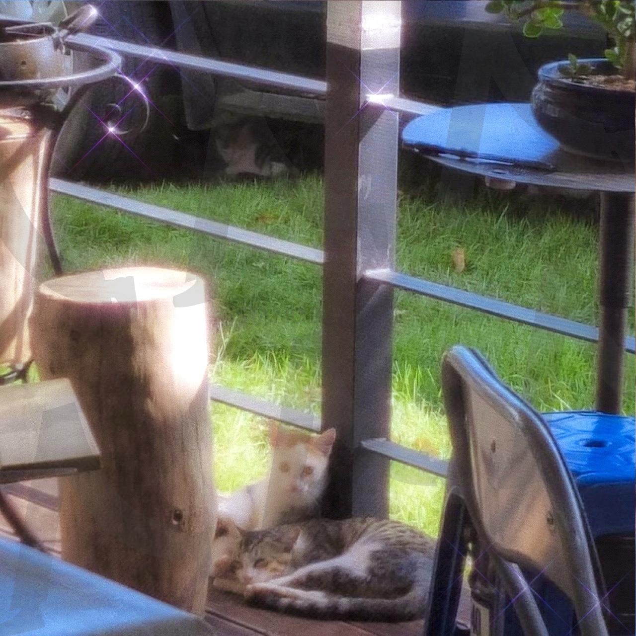 햇살 속 둘이서 | 고양이, 힐링사진, 감성사진, 시골, 따뜻한풍경 | 스탠바이 STANDBUY 디지털 콘텐츠