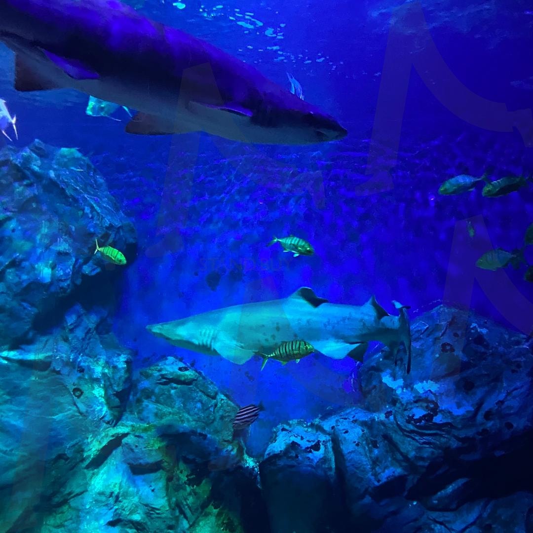 심해의 그림자 | 여수아쿠아리움, 여수, 아쿠아리움, 상어, 심해생물, 감성사진, 여름, 힐링사진 | 스탠바이 STANDBUY 디지털 콘텐츠