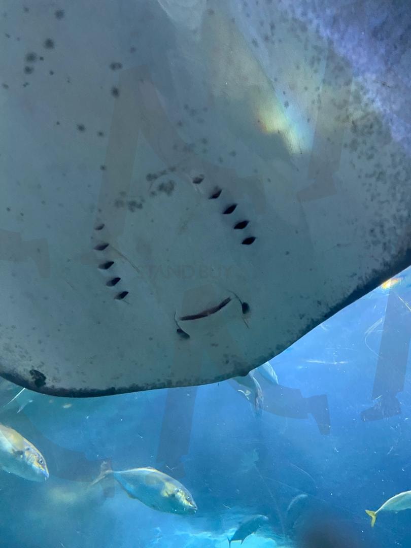 눈앞의 비행 | 여수, 아쿠아리움, 여수아쿠아리움, 가오리, 힐링사진, 여름, 감성사진, 해양생물 | 스탠바이 STANDBUY 디지털 콘텐츠