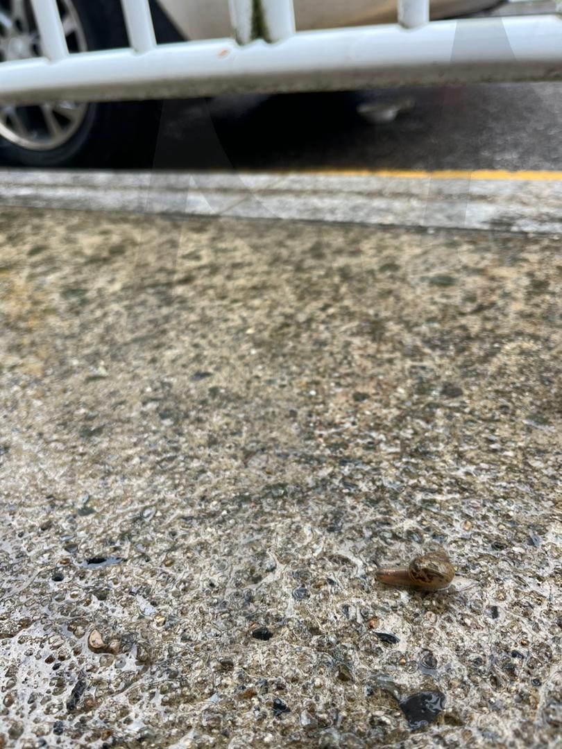 달팽이의 행진 | 달팽이, 비, 여름, 길, 산책 | 스탠바이 STANDBUY 디지털 콘텐츠