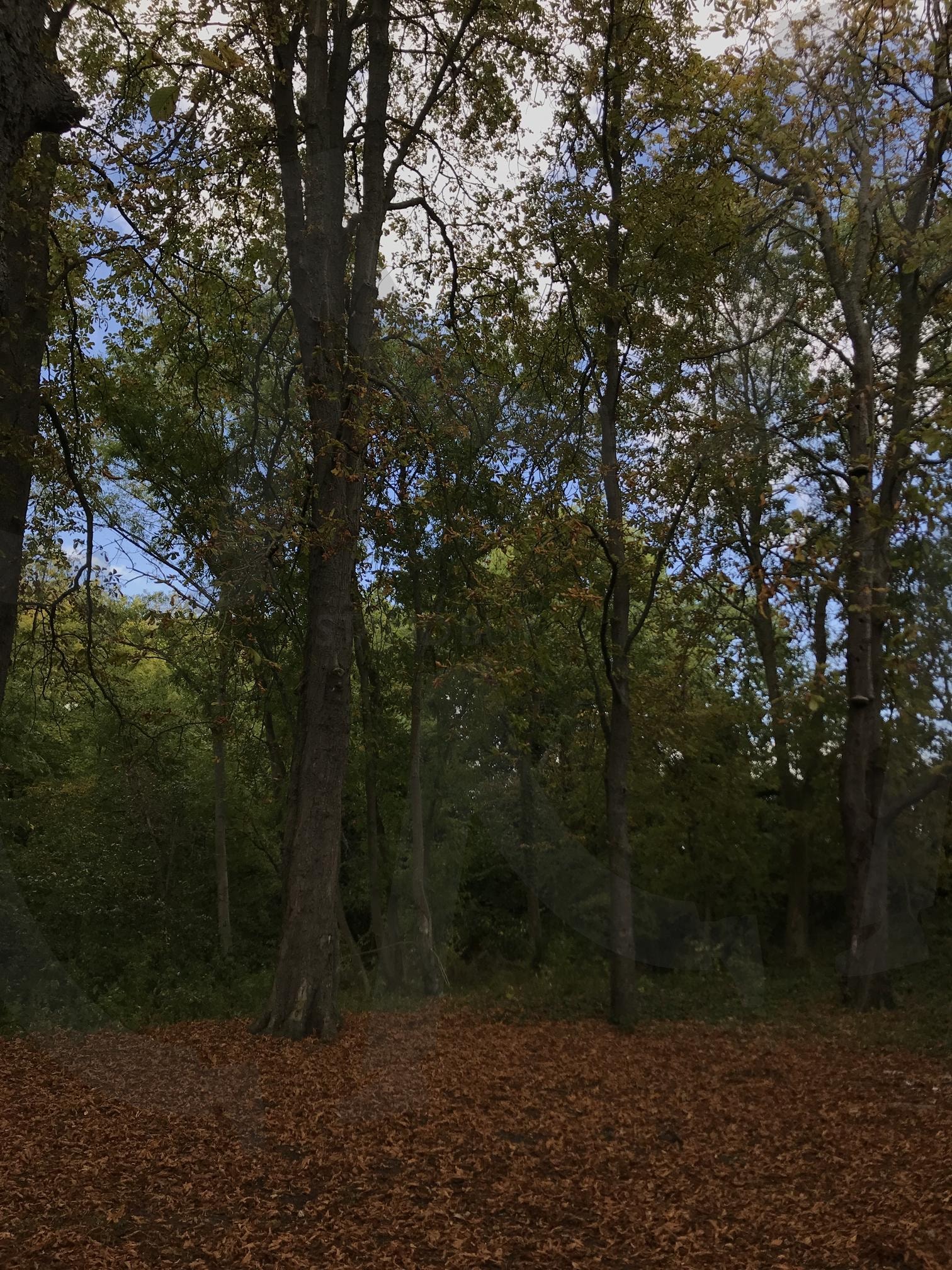 프랑스 오베르 쉬르 우아즈 나무 | 고흐, 오베르마을, 나무, 반고흐, 숲 | 스탠바이 STANDBUY 디지털 콘텐츠