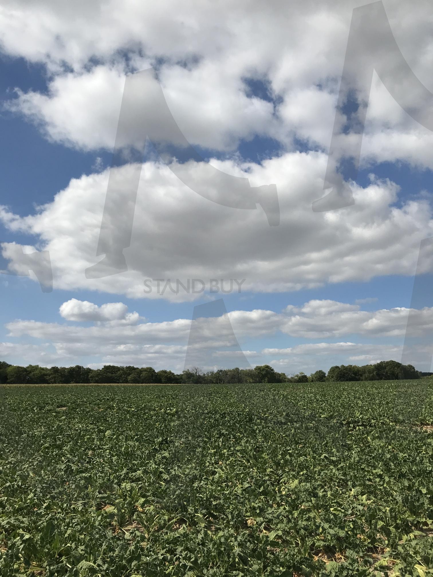 프랑스 오베르 쉬르 우아즈 들판 | 반고흐, 밀밭, 보리밭, 고흐, 오베르쉬르우아즈 | 스탠바이 STANDBUY 디지털 콘텐츠