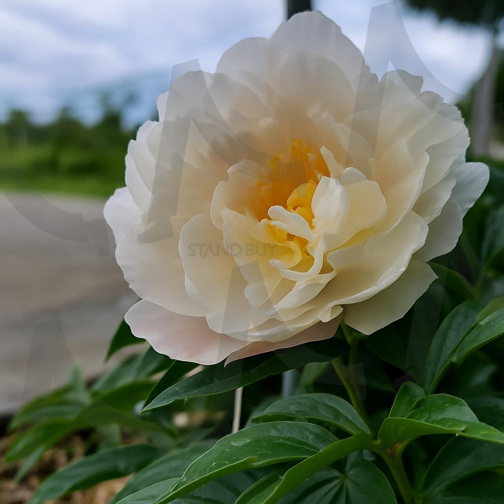 싱그러운 초록 잎 위에 하얗게 피어난 작약꽃의 아름다움을 담은 사진입니다./ | white peony, flower closeup, 흰색작약, 작약꽃, 봄꽃, 정원풍경, 클로즈업, 식물사진, 자연배경, 꽃사진 | 스탠바이 STANDBUY 디지털 콘텐츠
