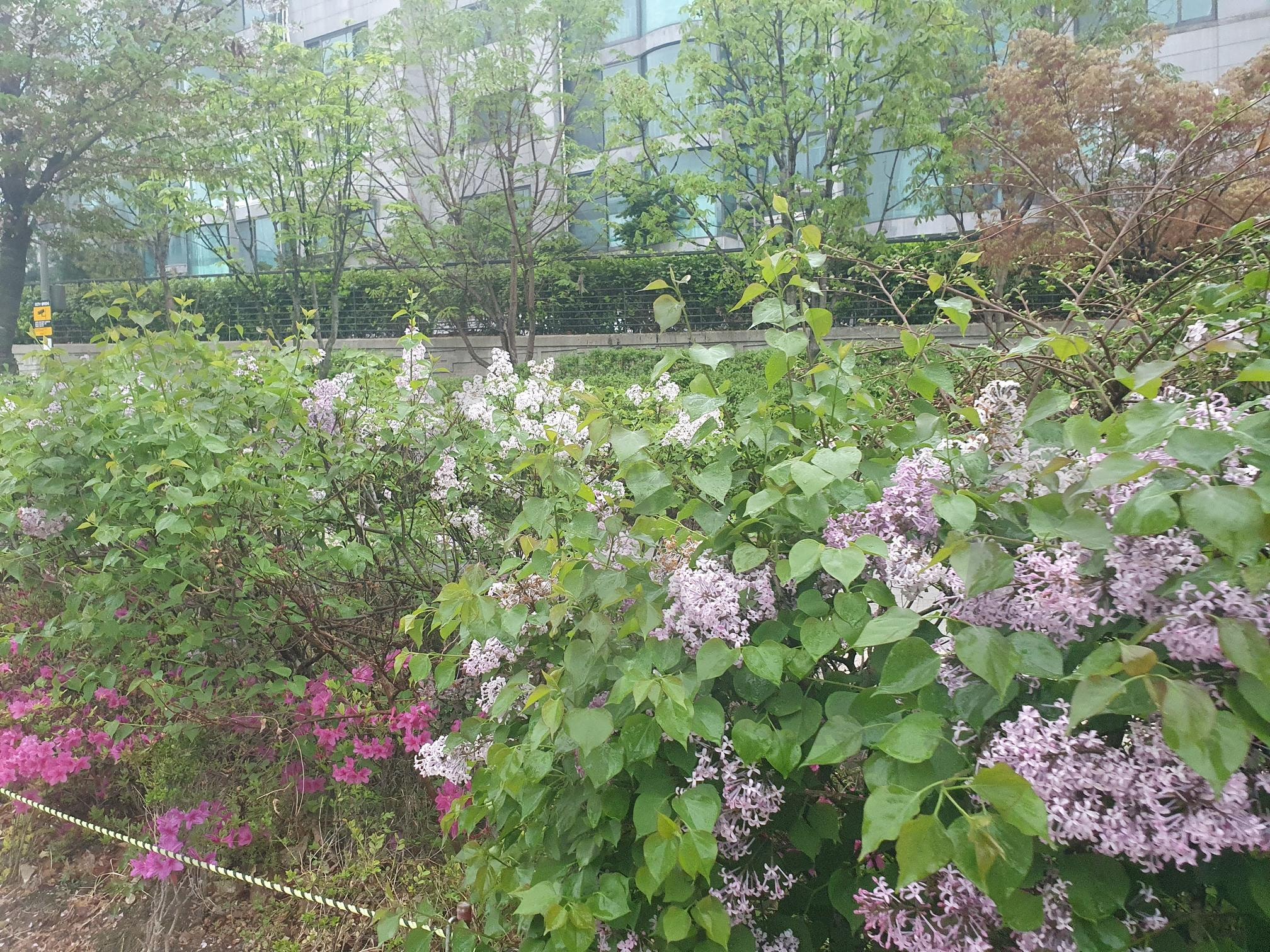 경의선숲길 | 경의선숲길, 마포구, 산책, 봄, 공원 | 스탠바이 STANDBUY 디지털 콘텐츠