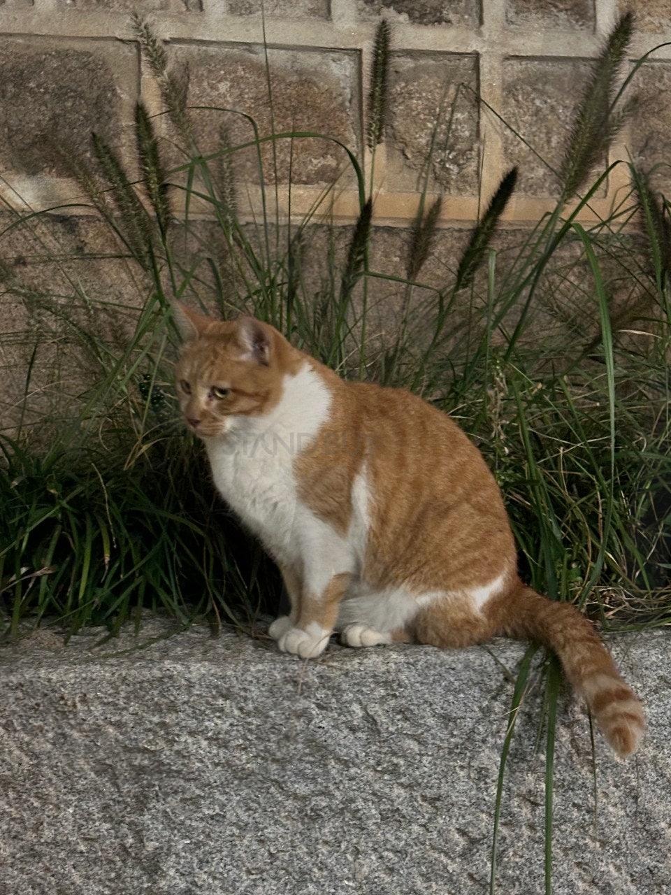 째릿 고양이 | 고양이, 길거리, 치즈냥이, 귀여움, 째릿, 평화 | 스탠바이 STANDBUY 디지털 콘텐츠