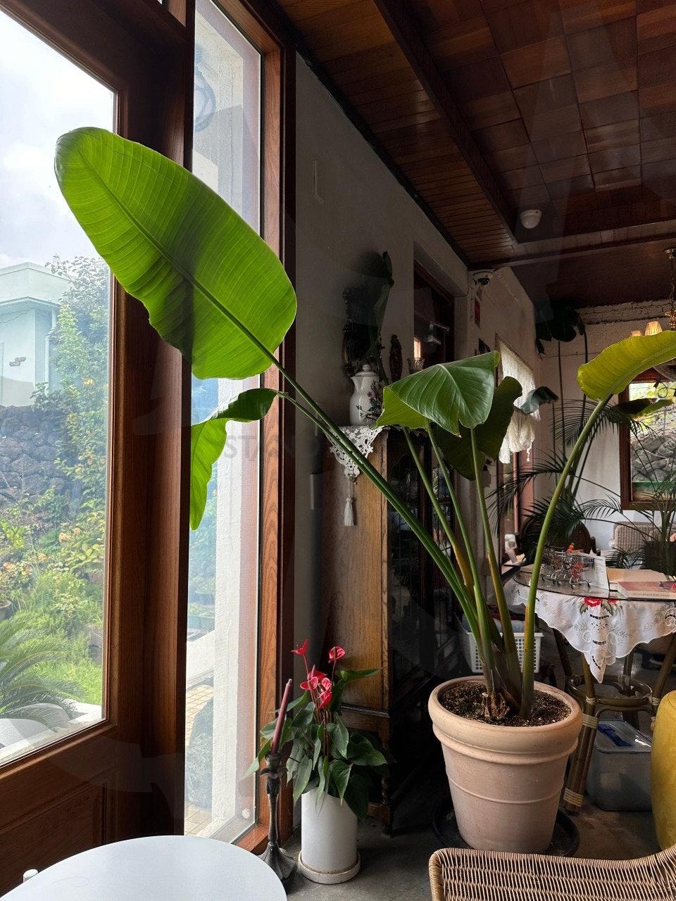 커피마시다 졸았던 어느 날 | 카페, 식물, 화분, 창문, 맑은, 릴렉스 | 스탠바이 STANDBUY 디지털 콘텐츠