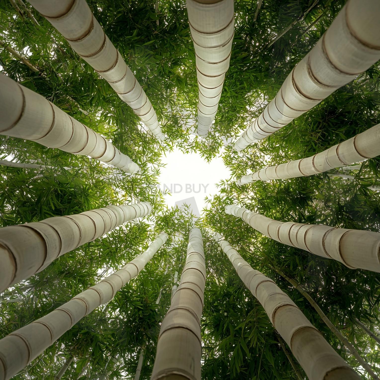 대나무숲 | 대나무숲, 대나무, 죽림, 푸른숲, 자연, 산책로, 힐링, 피톤치드, 그늘, 대나무길, 대나무잎, 대나무줄기, 숲속산책, 명상, 청량감, 여름숲, 사계절숲, 산림욕, 휴식, 평온, 야외활동, 풍경, 죽순, ai | 스탠바이 STANDBUY 디지털 콘텐츠