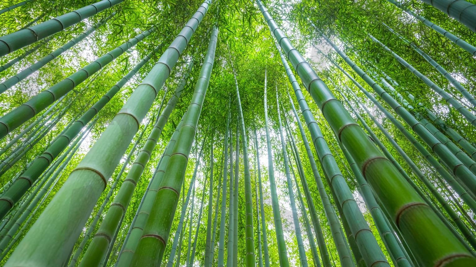 대나무숲 | 대나무숲, 대나무, 죽림, 푸른숲, 자연, 산책로, 힐링, 피톤치드, 그늘, 대나무길, 대나무잎, 대나무줄기, 숲속산책, 명상, 청량감, 여름숲, 사계절숲, 산림욕, 휴식, 평온, 야외활동, 풍경, 죽순, ai | 스탠바이 STANDBUY 디지털 콘텐츠