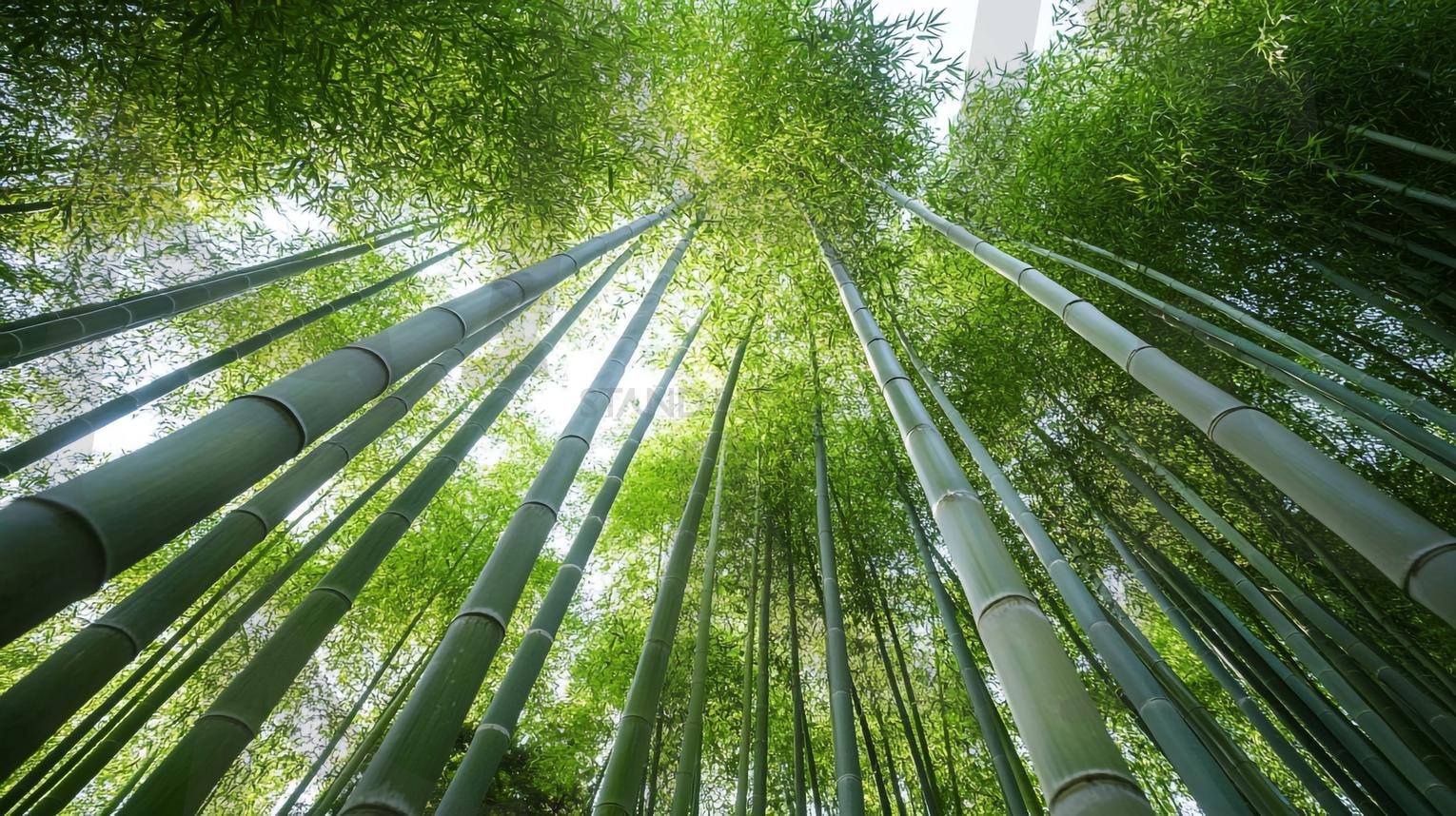 대나무숲 | 대나무숲, 대나무, 죽림, 푸른숲, 자연, 산책로, 힐링, 피톤치드, 그늘, 대나무길, 대나무잎, 대나무줄기, 숲속산책, 명상, 청량감, 여름숲, 사계절숲, 산림욕, 휴식, 평온, 야외활동, 풍경, 죽순, ai | 스탠바이 STANDBUY 디지털 콘텐츠