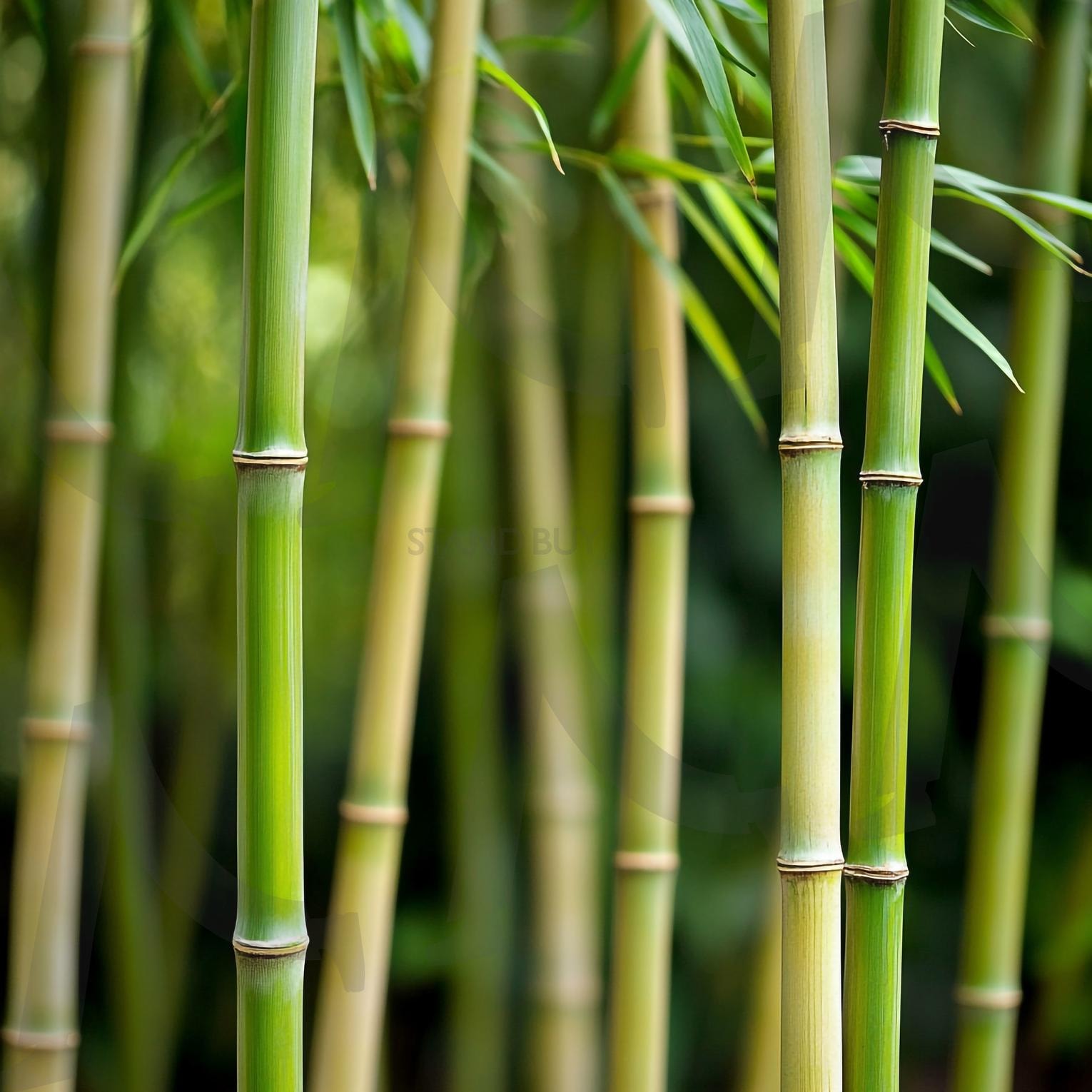 대만 | 대나무숲, 대나무, 죽림, 푸른숲, 자연, 산책로, 힐링, 피톤치드, 그늘, 대나무길, 대나무잎, 대나무줄기, 숲속산책, 명상, 청량감, 여름숲, 사계절숲, 산림욕, 휴식, 평온, 야외활동, 풍경, 죽순, ai | 스탠바이 STANDBUY 디지털 콘텐츠