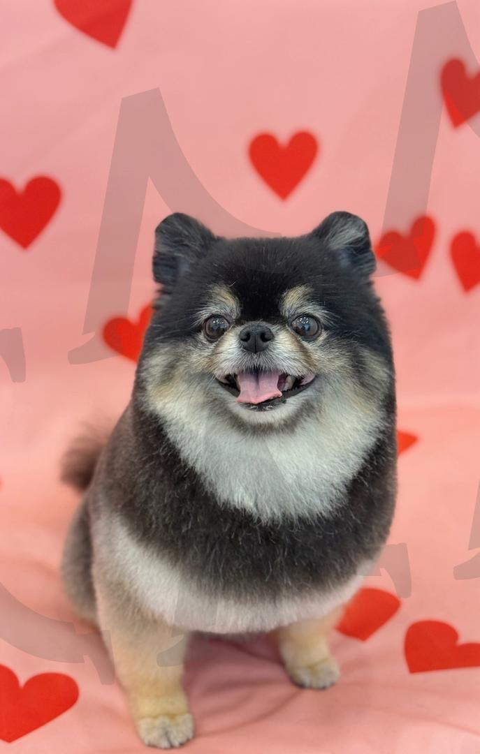 예뻐졌어요~^^ | 강아지, 목욕, 미용, 귀요미, 사랑 | 스탠바이 STANDBUY 디지털 콘텐츠