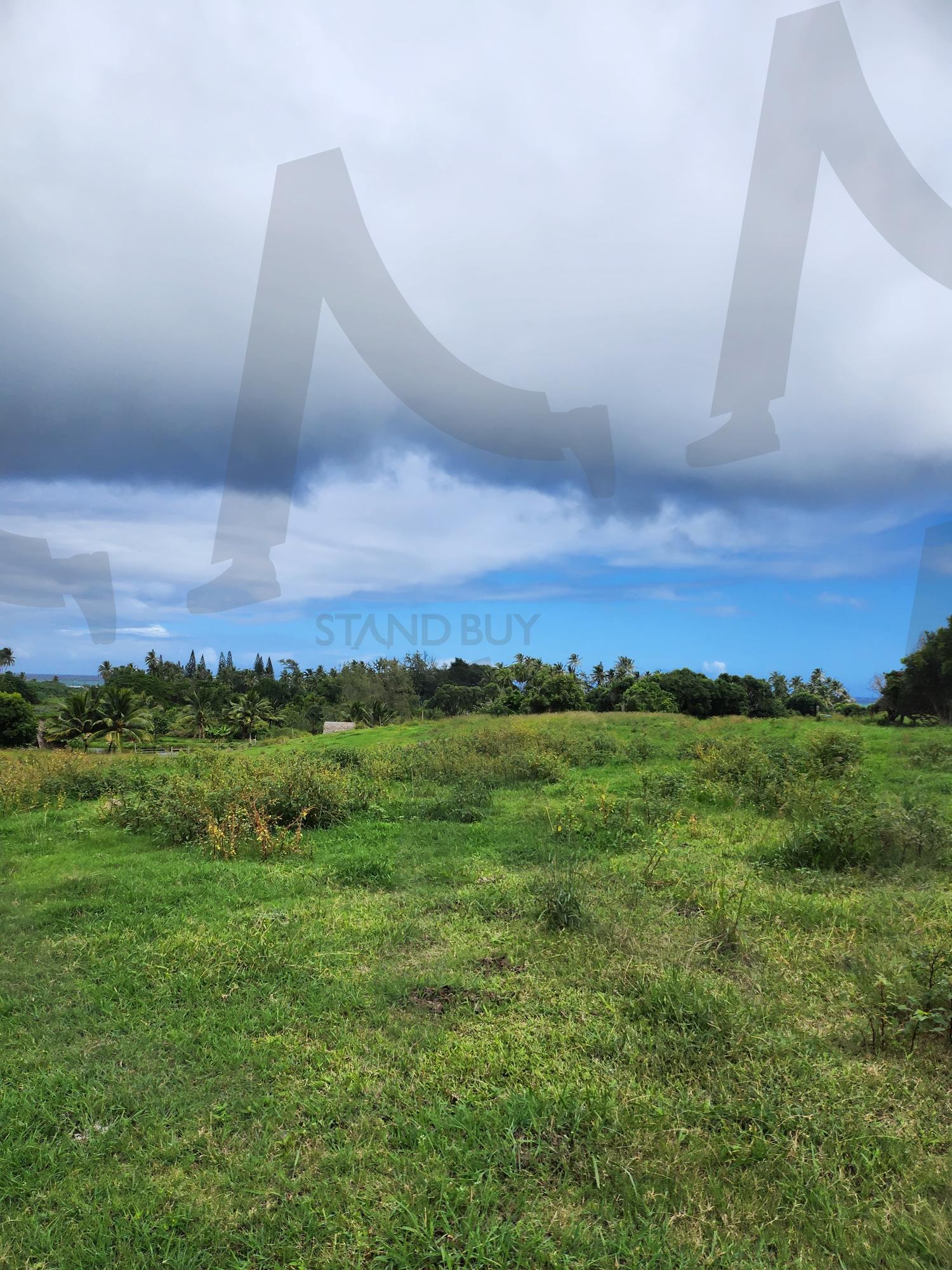자연 | 풍경, 자연, 하늘, 초원, 맑음, 하와이, 하와이자연, 풍경사진, 자연사진, 하와이사진 | 스탠바이 STANDBUY 디지털 콘텐츠