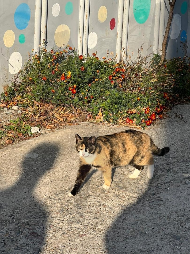 골목길의 햇살과 삼색 고양이 | 고양이, 삼색고양이, 길고양이, 골목길, 햇살, 그림자, 벽화, 꽃, 도심, 일상, 동물, 자연, 산책, 감성사진, 거리풍경, 여유, 오후, 도시, 생명, 포근함 | 스탠바이 STANDBUY 디지털 콘텐츠