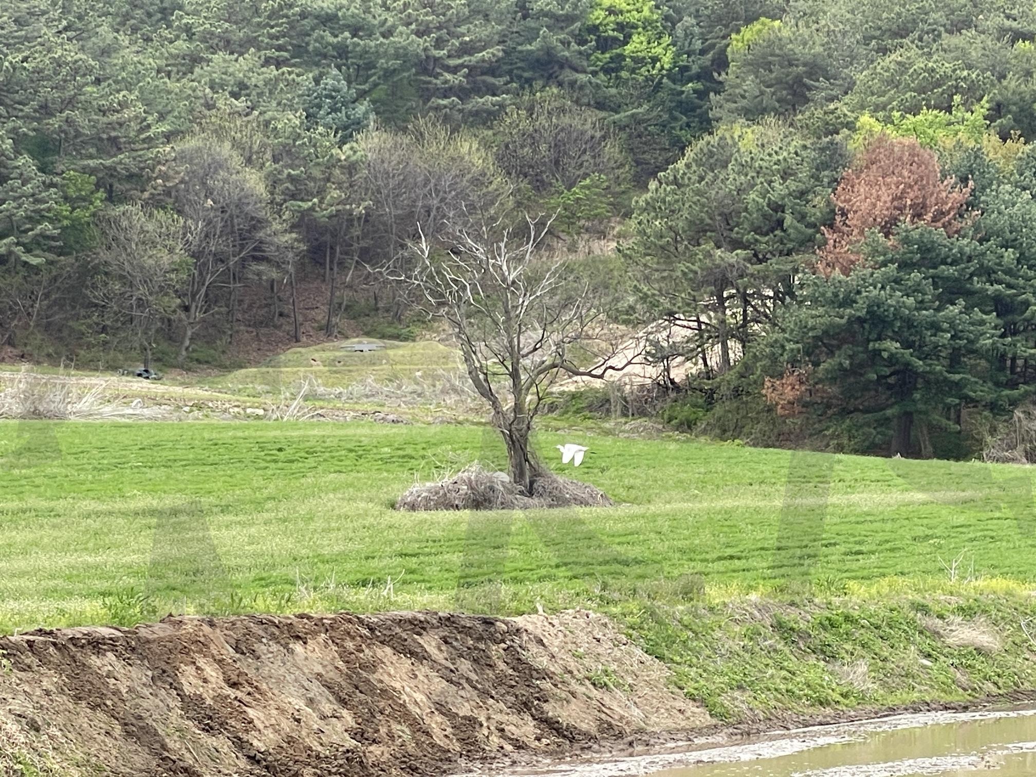 A Tree Stands Alone | lonetree, 감성사진, aestheticnature, minimalnature, 나무한그루, 들판, 외톨이나무, lonelytree | 스탠바이 STANDBUY 디지털 콘텐츠