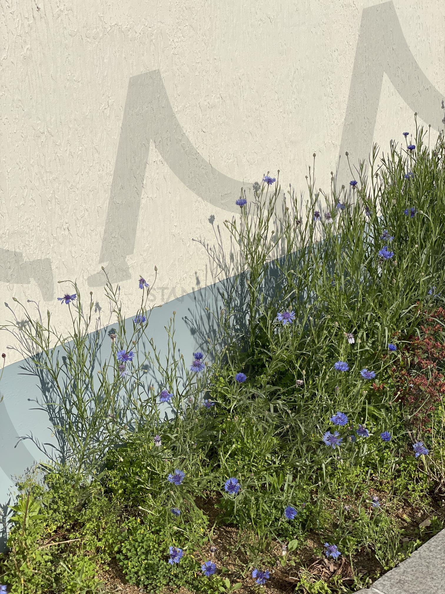 wall flowers 벽에 피어난 보라꽃 | 감성사진, minimalnature, 들꽃, 봄꽃, 일상기록, quietmood, 벽과꽃, aestheticphoto, serenevibes, 식물사진, 꽃사진, Flower, purple flowers | 스탠바이 STANDBUY 디지털 콘텐츠