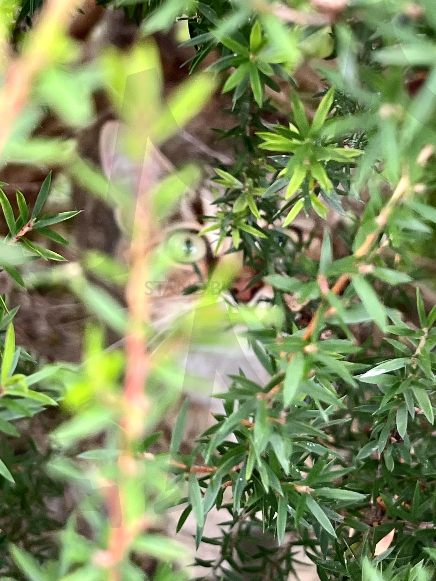 초록 너머의 눈동자 | 고양이, 숨은고양이, 초록속눈빛, 자연과동물, 비밀스러운시선, 잔잔한발견 | 스탠바이 STANDBUY 디지털 콘텐츠