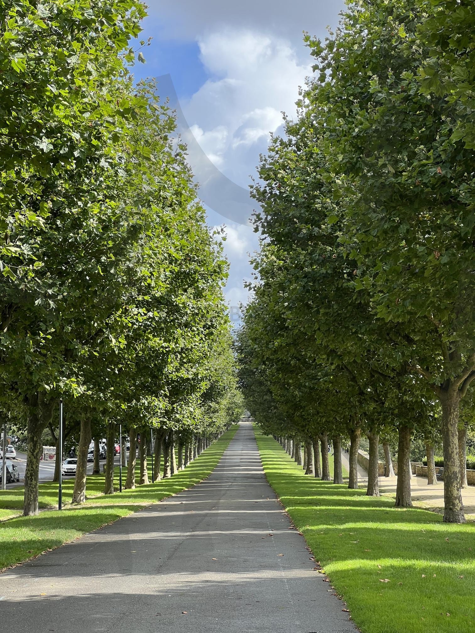 초록으로 이어진 고요한 산책길 | 가로수길, 산책로풍경, 프랑스, 브레스트, 초록의그림자, 고요한오전 | 스탠바이 STANDBUY 디지털 콘텐츠