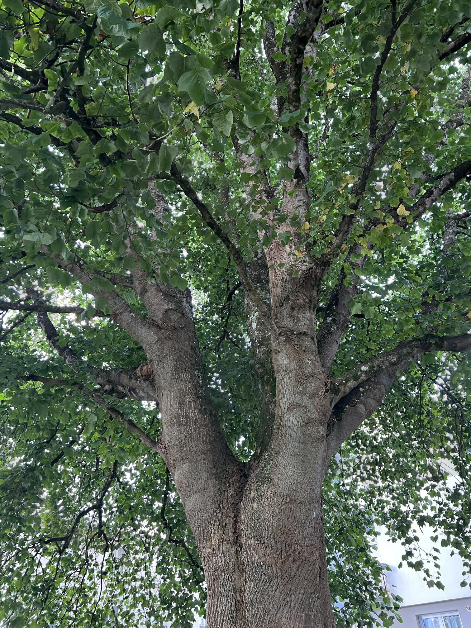 시간을 품은 나무의 숨결 | 나무, 초록그늘, 자연의숨결, 나무의기억, 평온한오후 | 스탠바이 STANDBUY 디지털 콘텐츠
