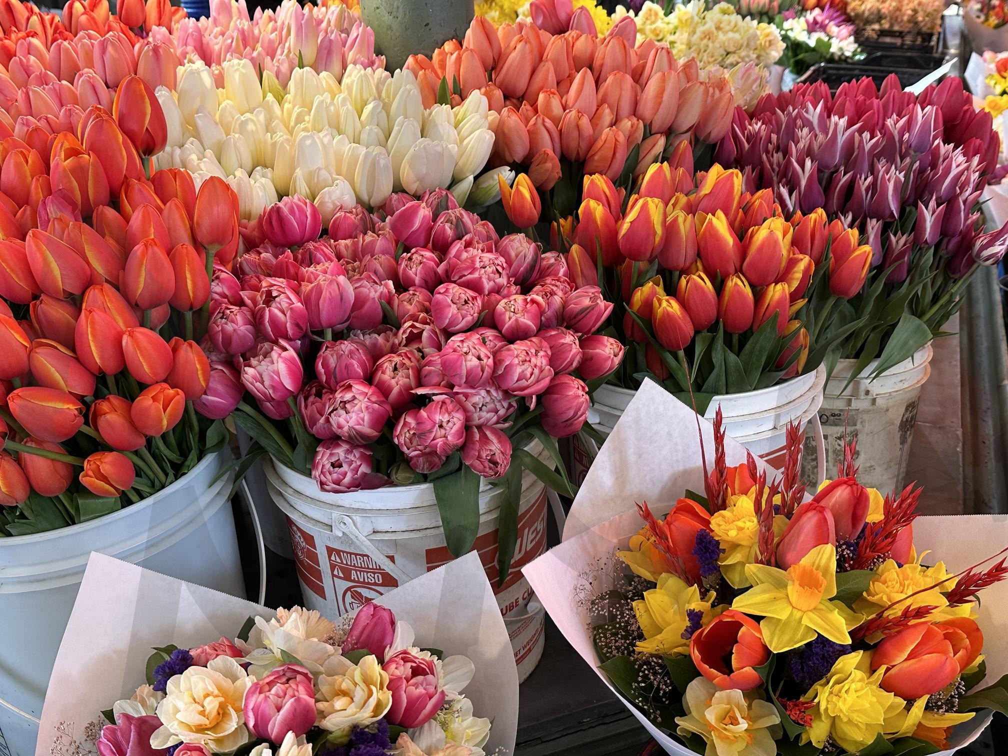 시애틀 꽃가게의 피어나는 색감 (Blooming Colors in a Seattle Flower Shop) | 꽃, 꽃시장, 시애틀, 파이크플레이스, 꽃다발, 튤립 | 스탠바이 STANDBUY 디지털 콘텐츠