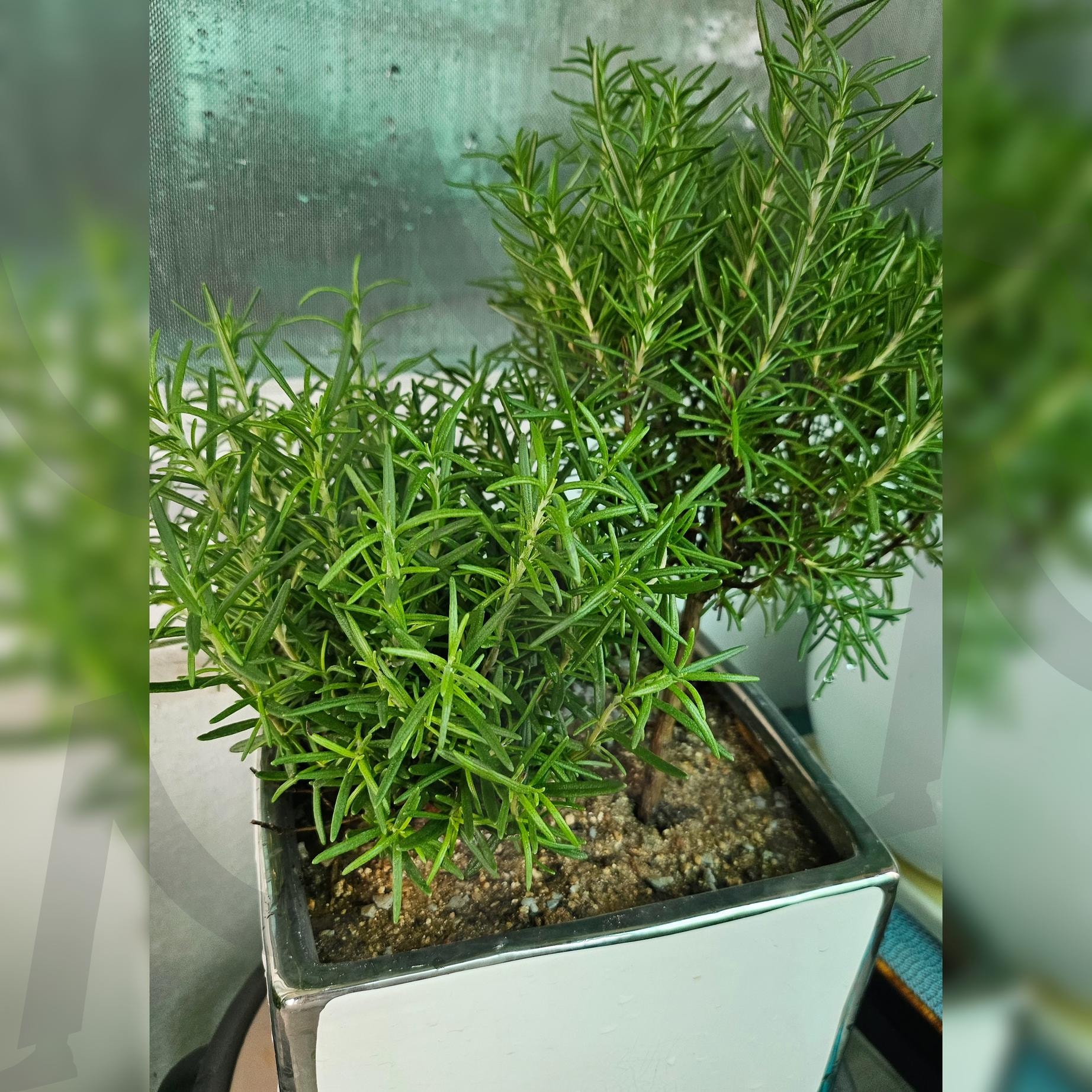 로즈마리 | 로즈마리, 키우기, 자연, 식물키우기, 향기로운 | 스탠바이 STANDBUY 디지털 콘텐츠