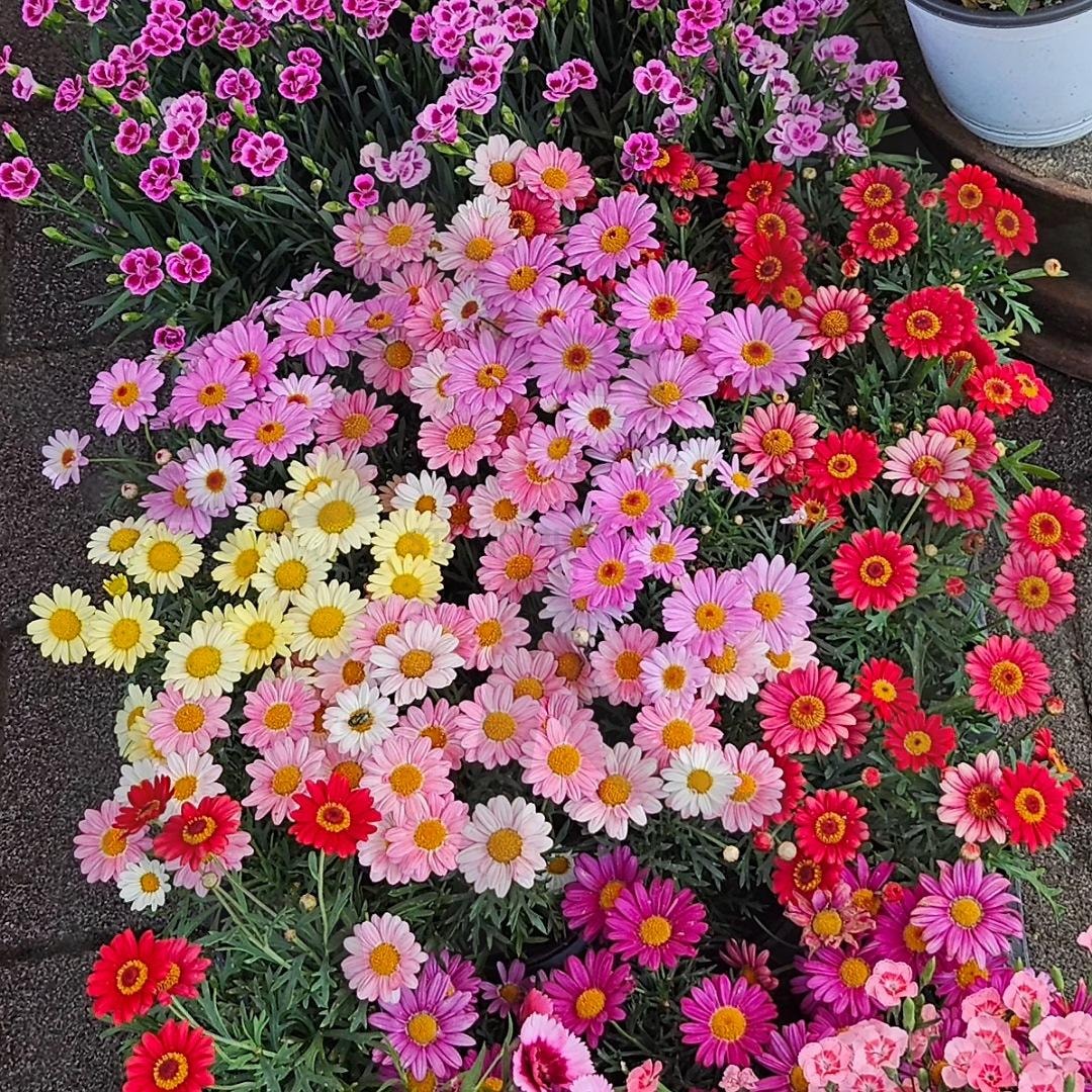 중앙시장 꽃집앞... | 전주, 중앙시장, 꽃집, 봄날, 꽃보기엔 딱 좋은날 | 스탠바이 STANDBUY 디지털 콘텐츠