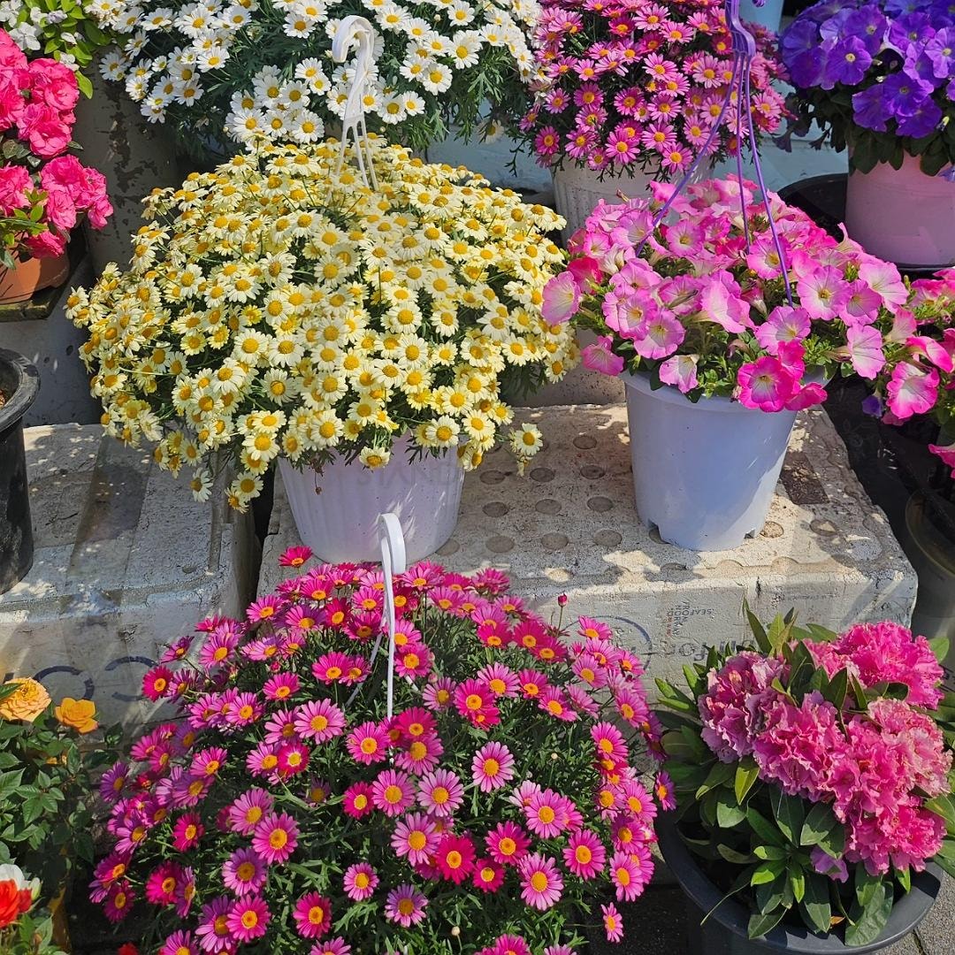 전주 중앙시장 꽃가게 | 전주, 중앙시장, 꽃, 만개, 행복 | 스탠바이 STANDBUY 디지털 콘텐츠