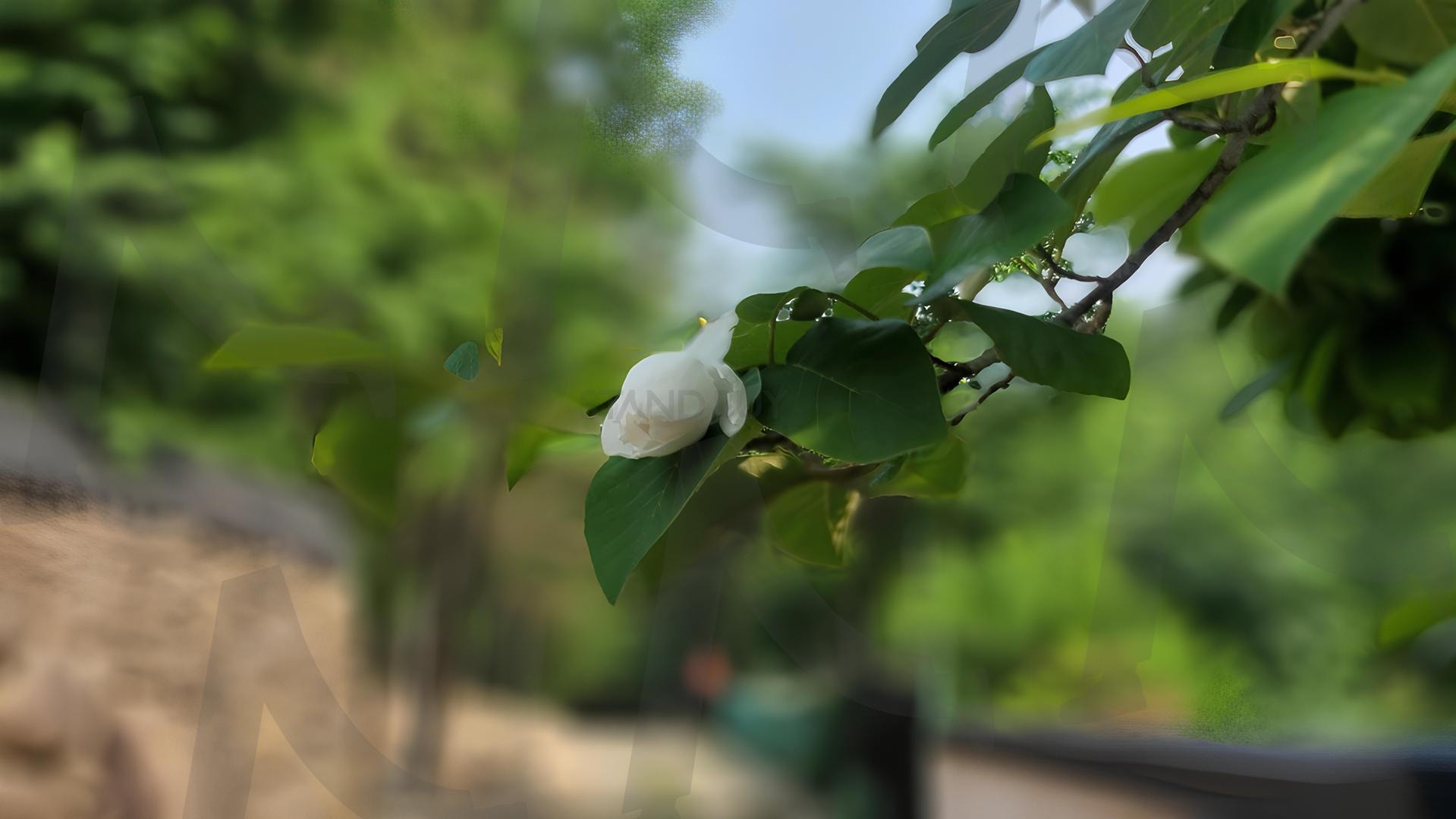흰색 꽃 한 송이의 아침 풍경 (white flower) | 흰색꽃, 아침햇살, 꽃접사, 자연, 힐링, 감성풍경, White Flower, soft background, morning light | 스탠바이 STANDBUY 디지털 콘텐츠