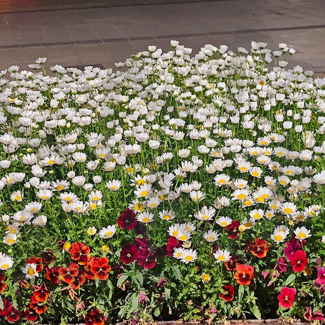전주 객리단길에 꽃길 | 꽃만개, 봄, 전주, 객리단길, 화사 | 스탠바이 STANDBUY 디지털 콘텐츠