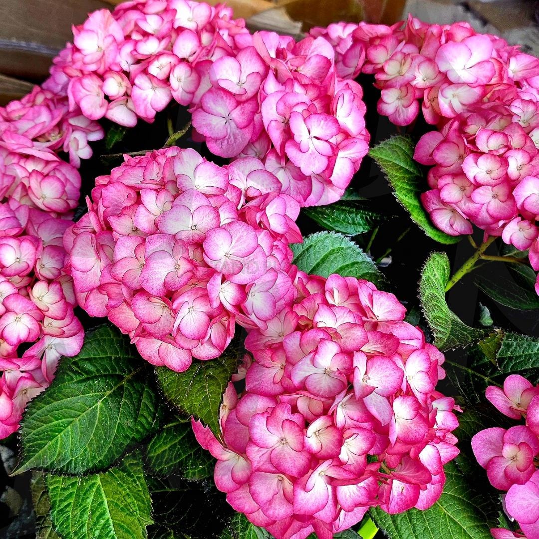 수국꽃 만개 | 수국, 꽃, 중앙시장, 전주, 알록달록 | 스탠바이 STANDBUY 디지털 콘텐츠